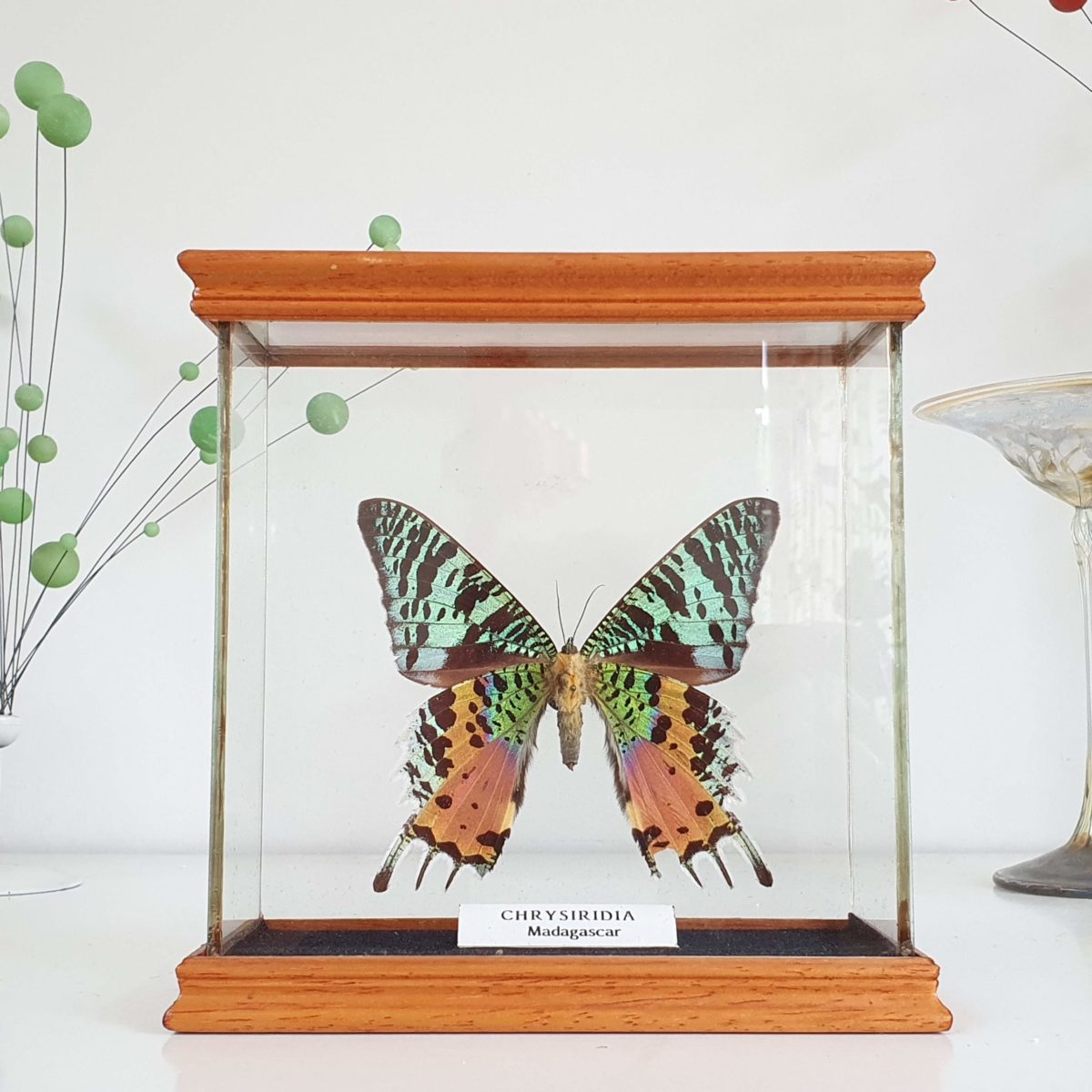 Butterfly in small cabinet